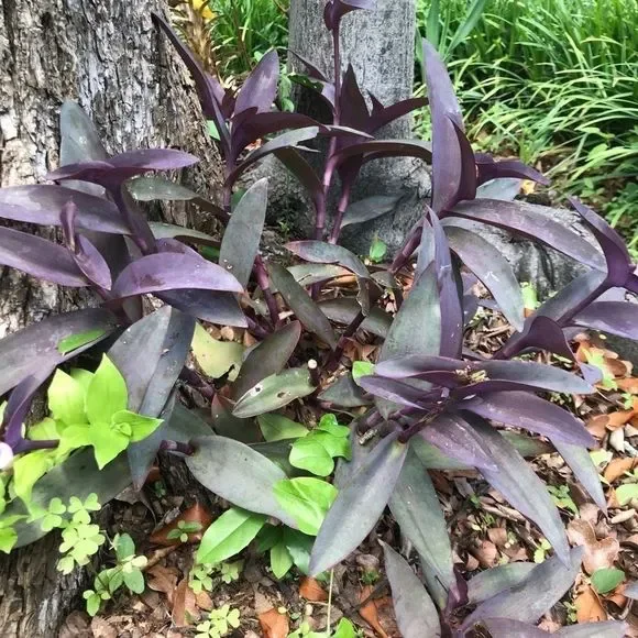 8 Purple Heart Plant Cuttings 💜 - Picture 3 of 5